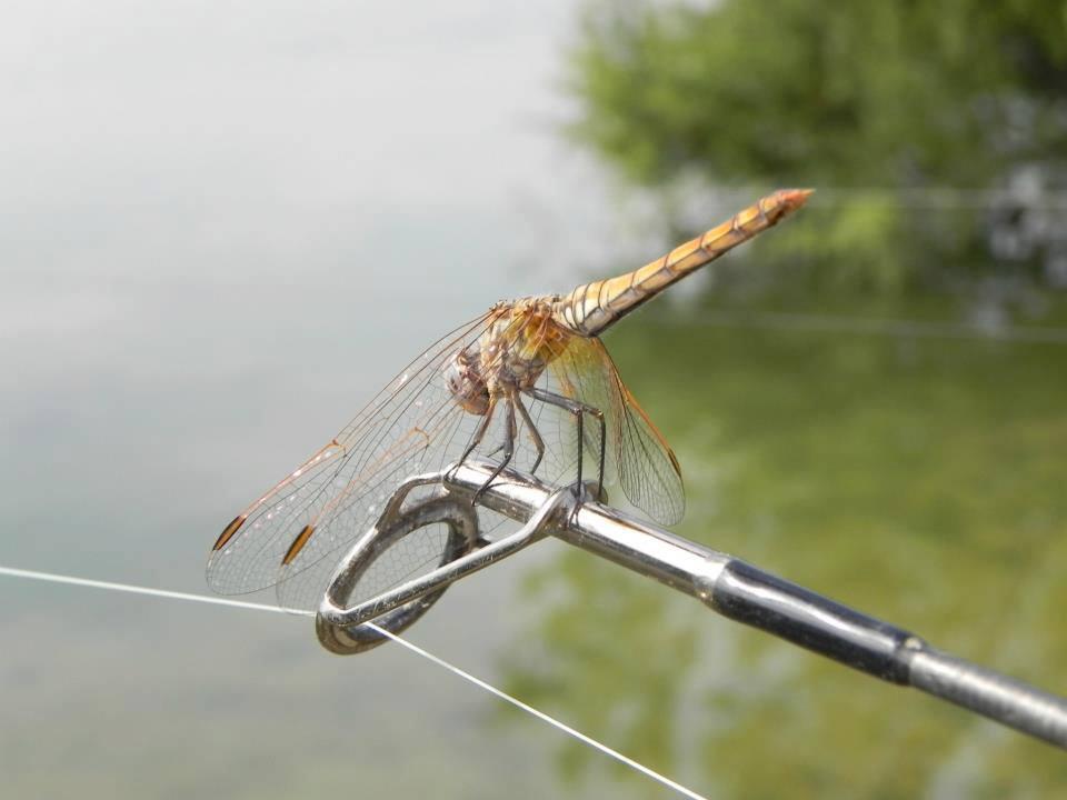 ::::::::- LIKE -:::::: - 1016509545911498777956910415319n.jpg